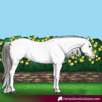 Horse Color:Liver Chestnut Sabino Splash Snowflake Varnish
