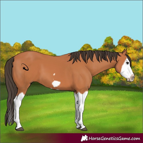 Horse Color:Bay Splash Frame 