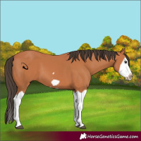 Horse Color:Bay Splash Frame 