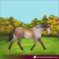 Horse Color:Gray Amber Champagne 