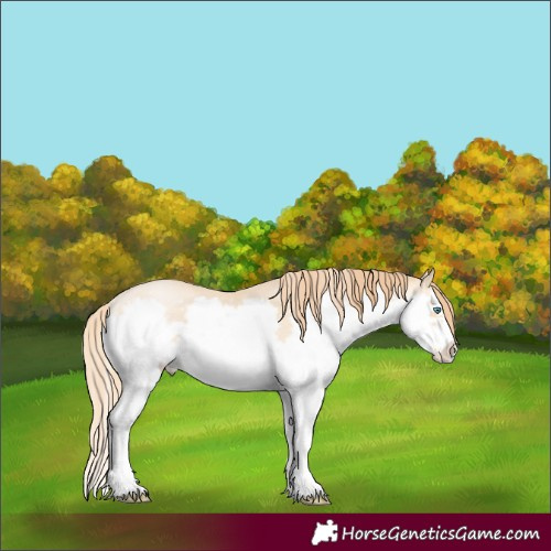 Horse Color:Buckskin Pearl Splash Frame 