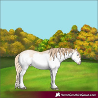 Horse Color:Buckskin Pearl Splash Frame 