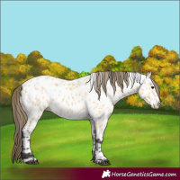 Horse Color:Buckskin Appaloosa 