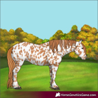 Horse Color:Chestnut Appaloosa 