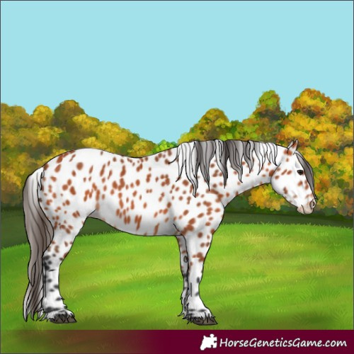 Horse Color:Bay Appaloosa 