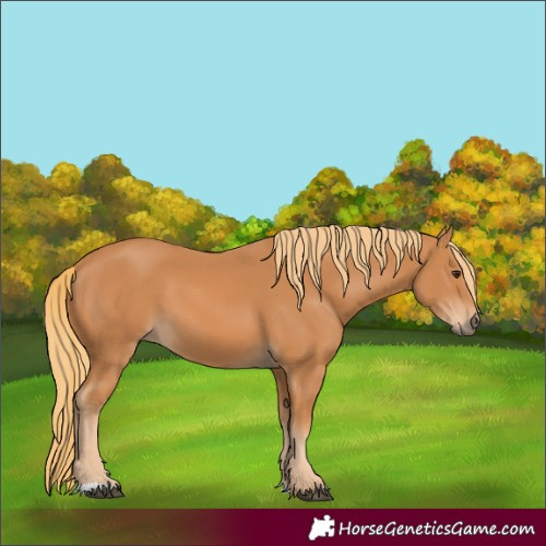 Horse Color:Chestnut 