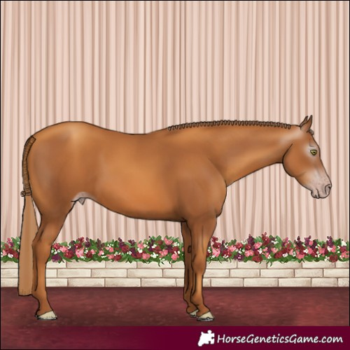 Horse Color:Gray Gold Champagne 