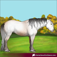 Horse Color:Gray Amber Champagne 
