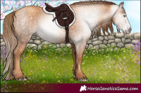 Horse Color:Gray Gold Champagne 