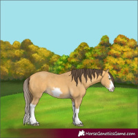 Horse Color:Amber Cream Champagne Splash Frame 