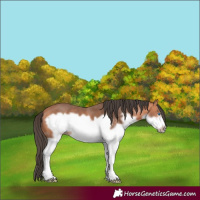 Horse Color:Bay Splash Frame