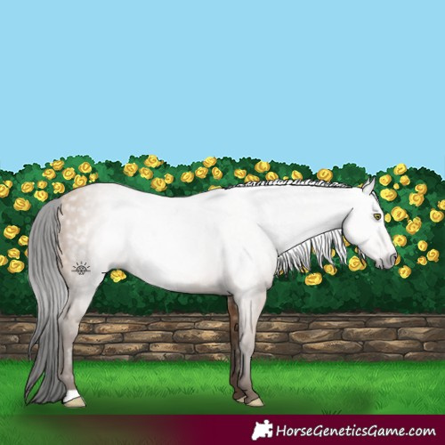 Horse Color:Gray Amber Champagne