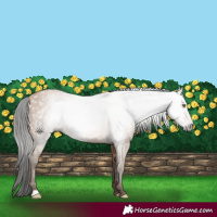 Horse Color:Gray Amber Champagne 