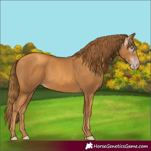 Horse Color:Gray Gold Champagne