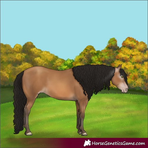 Horse Color:Gray Amber Champagne 