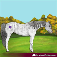 Horse Color:White Spotted Blue Roan Rabicano  and White Spotted Blue Roan Blanket Rabicano 