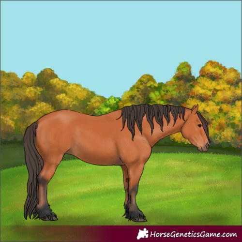 Horse Color:Bay 