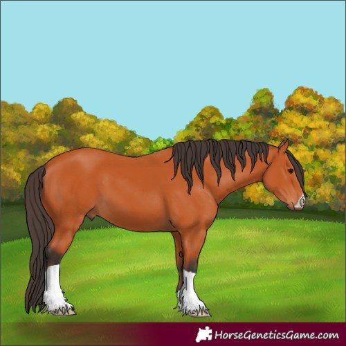 Horse Color:Bay 