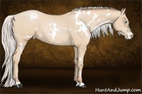 Horse Color:White Spotted Silver Buckskin Pearl 
