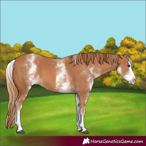 Horse Color:White Spotted Chestnut Splash