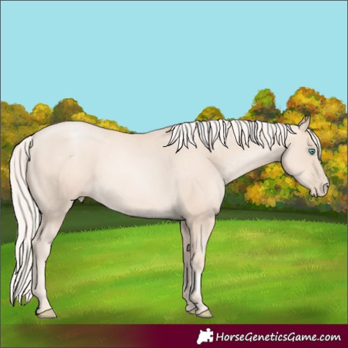 Horse Color:Gold Cream Champagne Pearl