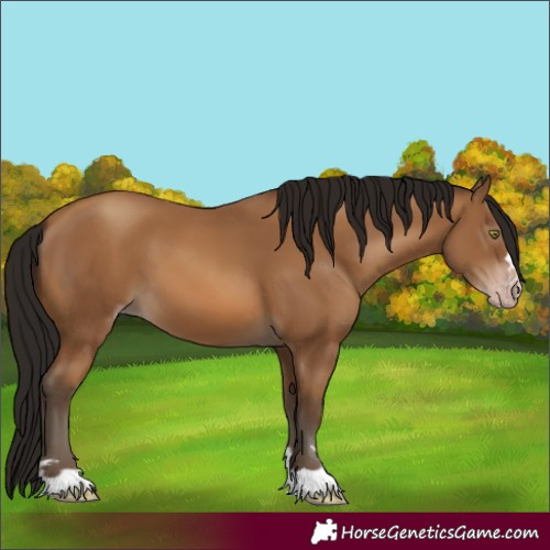 Horse Color:Gray Amber Champagne 
