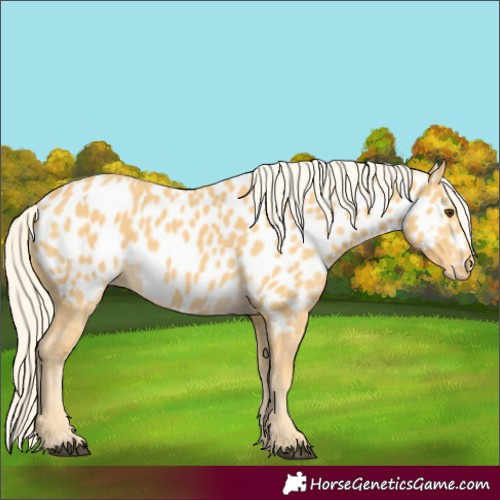 Horse Color:Palomino Appaloosa