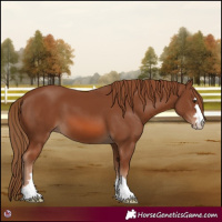Horse Color:Chestnut 