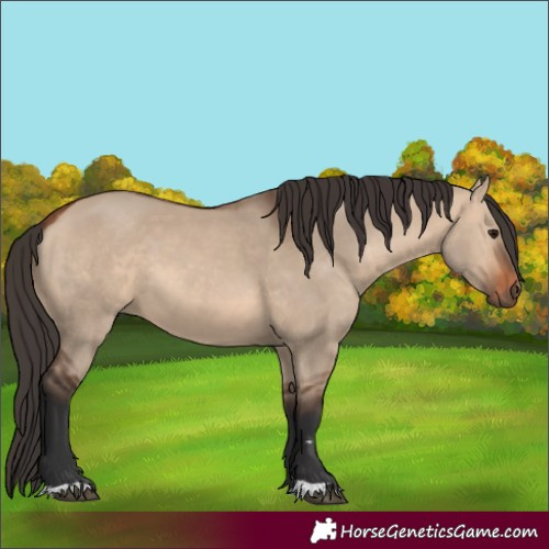 Horse Color:Bay Dun 