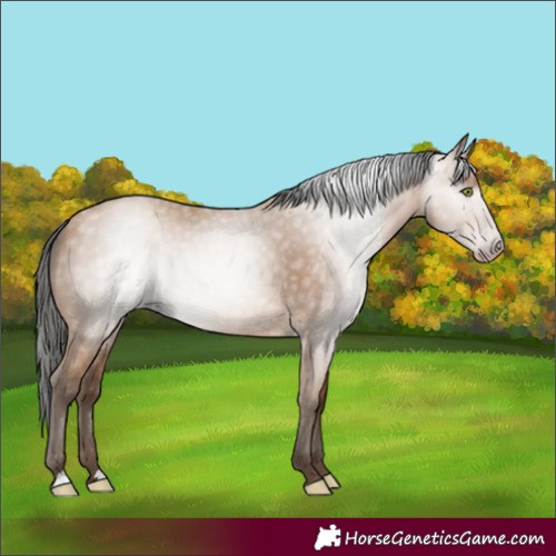 Horse Color:Gray Amber Champagne 