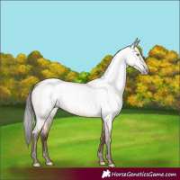 Horse Color:Gray Amber Champagne Roan 