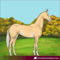 Horse Color:Gold Cream Champagne Sabino