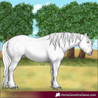 Horse Color:Gray Gold Champagne 