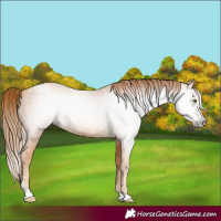 Horse Color:Gray Gold Champagne 
