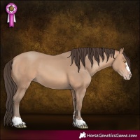 Horse Color:Amber Champagne 