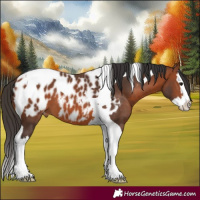 Horse Color:Bay Splash Tobiano Appaloosa