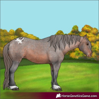 Horse Color:Brown Appaloosa