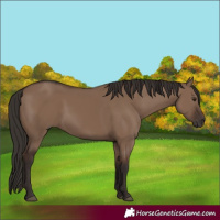 Horse Color:Liver Red Dun