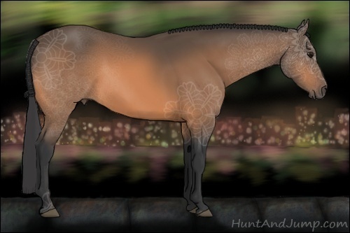 Horse Color:Buckskin 