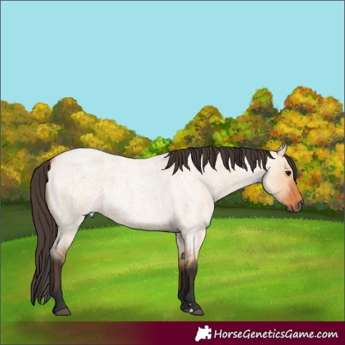 Horse Color:Bay Roan Dun