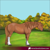 Horse Color:Unknown 