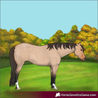 Horse Color:Unknown 