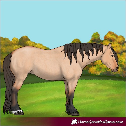 Horse Color:Unknown