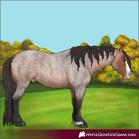 Horse Color:Bay Roan Splash 