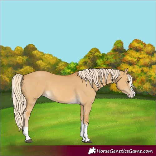 Horse Color:Palomino Dun Splash