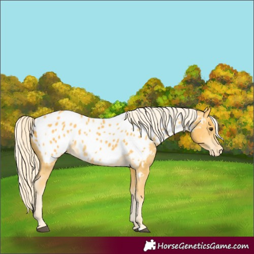 Horse Color:Palomino Appaloosa 