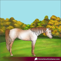 Horse Color:Gray Gold Champagne