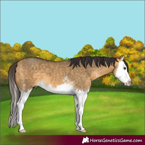 Horse Color:Buckskin Dun Sabino Splash