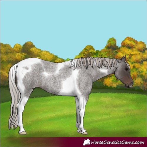 Horse Color:Silver Blue Roan Tobiano 