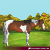 Horse Color:Brown Sabino Tobiano